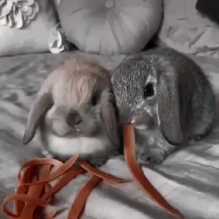 Стикер Rabbits 🐇