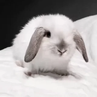 Rabbits emoji 🐇