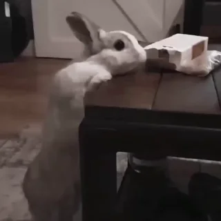 Rabbits emoji 🐇