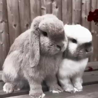 Эмодзи Rabbits 🐇