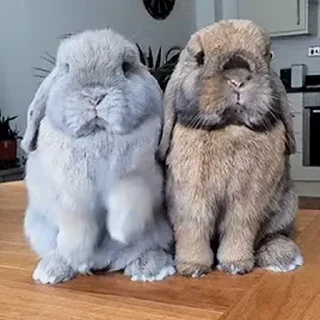 Rabbits stiker 🐇