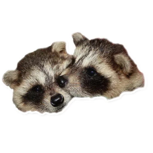 Стикер Telegram «Racoonpack» 😘