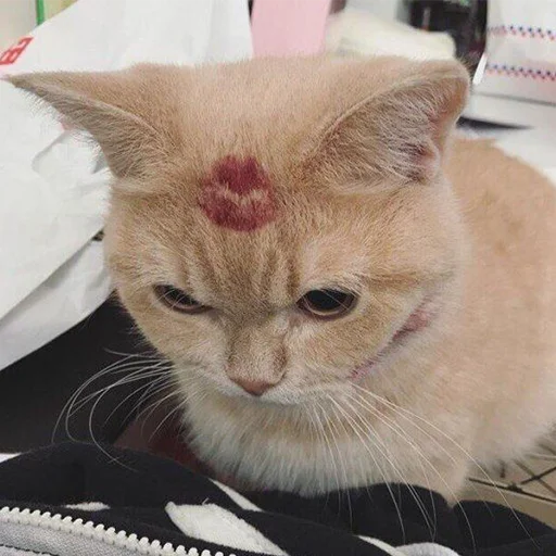 Cats | Котики stiker 🐈