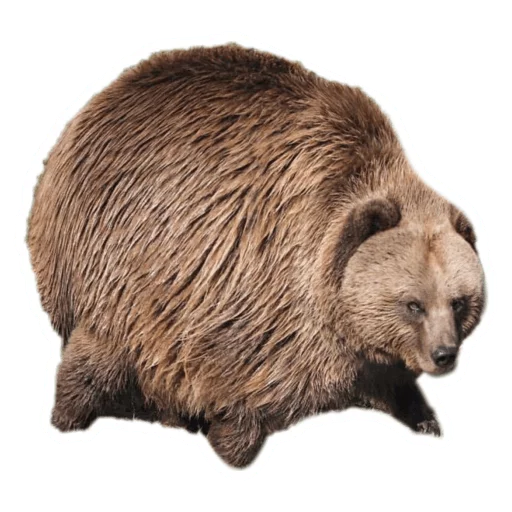 Telegram Sticker «Round Animals» 🐆
