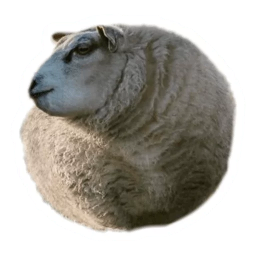 Telegram Sticker «Round Animals» 🐻