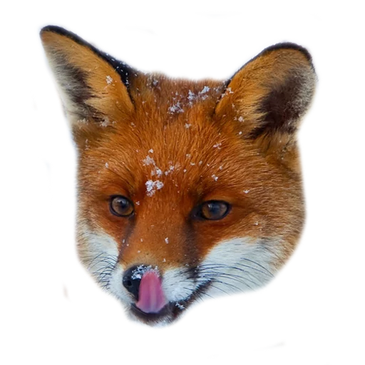 Telegram Sticker «Rävar» 😛