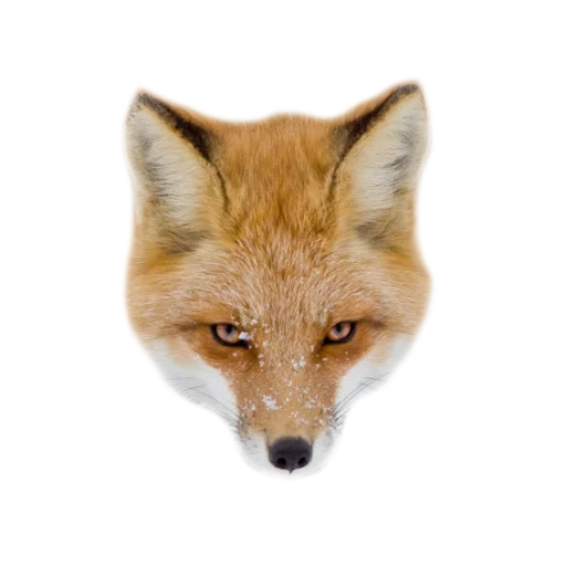 Telegram Sticker «Rävar» 😠