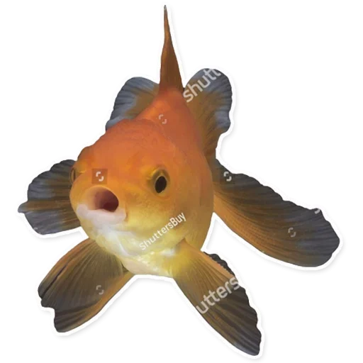 Рыбы emoji 😞