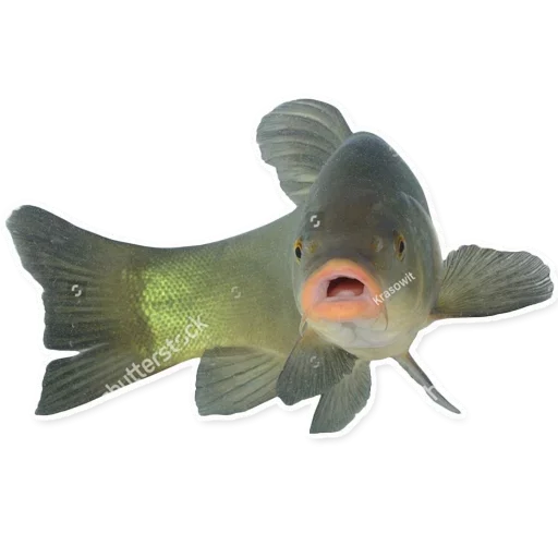 Telegram Sticker «Рыбы» ?