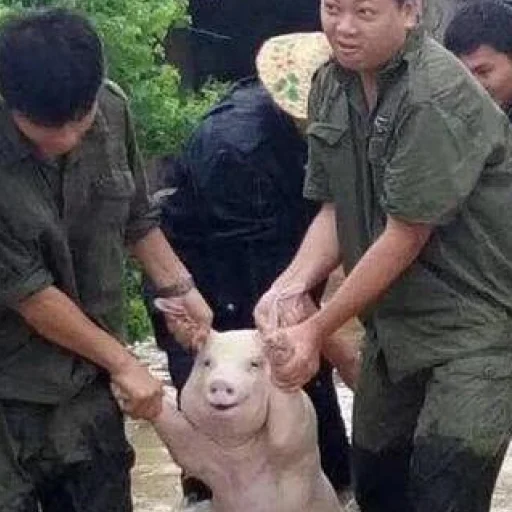 Telegram Sticker «угарні свині» 🏃‍♂️