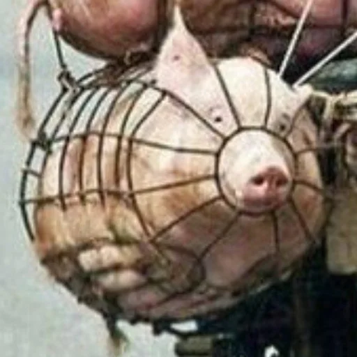 Эмодзи угарні свині 🤓