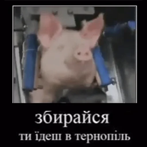 Telegram Sticker «угарні свині» 📺