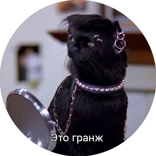 Telegram Sticker «Кот Салем» 