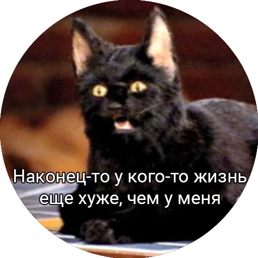 Стікер Telegram «Кот Салем» 