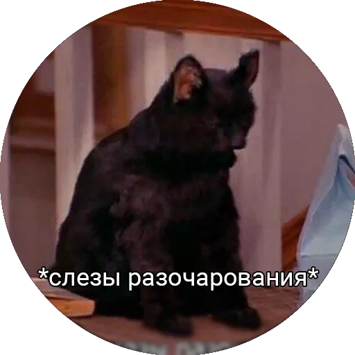 Telegram stiker «Кот Салем» 