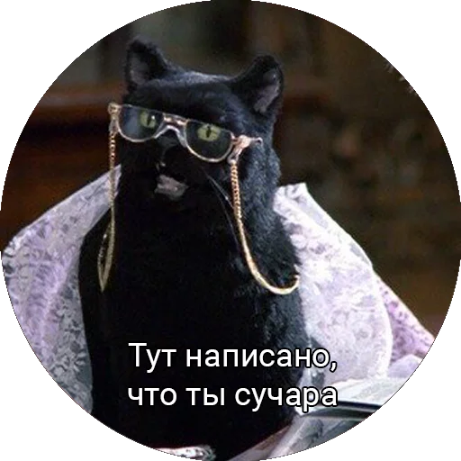 Telegram Sticker «Кот Салем» 