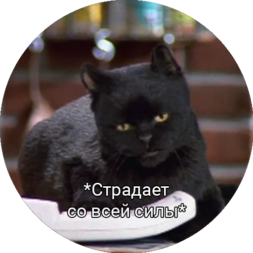 Telegram stiker «Кот Салем» 😭