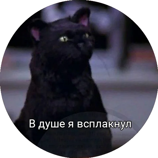 Telegram stiker «Кот Салем» 😞