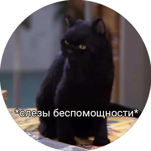 Telegram stiker «Кот Салем» 😥