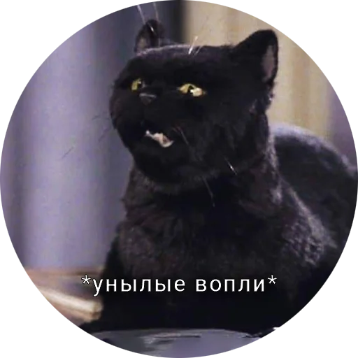 Telegram stiker «Кот Салем» 😨