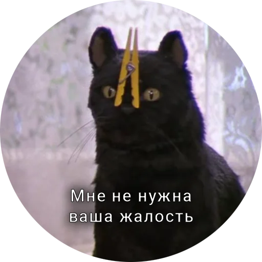 Telegram stiker «Кот Салем» 🤐