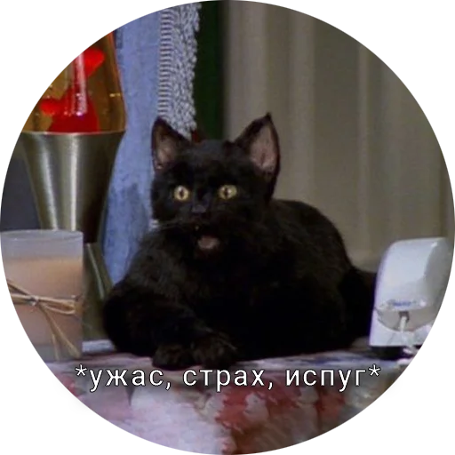 Telegram stiker «Кот Салем» 😱
