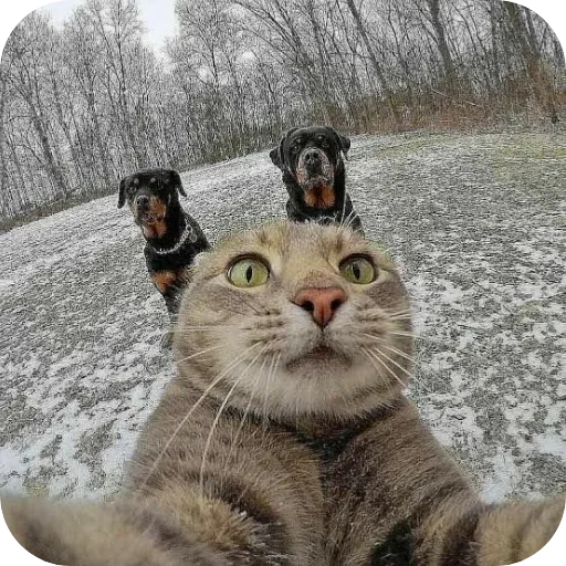 Стікер Telegram «Cats» 😎