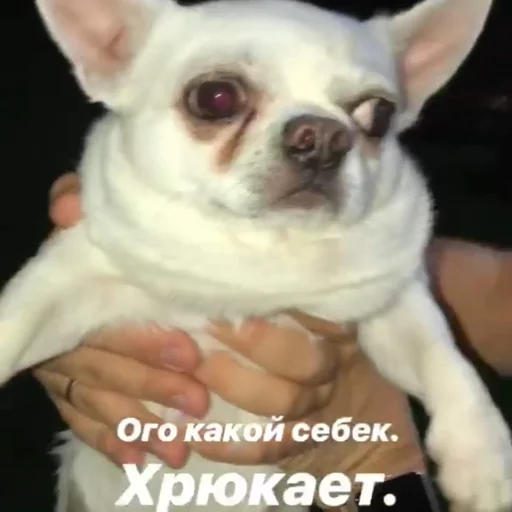 Себек порода