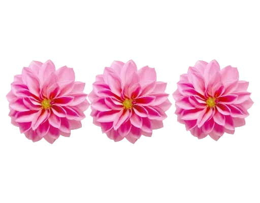 Separator Flower Thick emoji 🌸