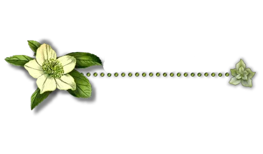 Separator Flower Thin stiker 🌼