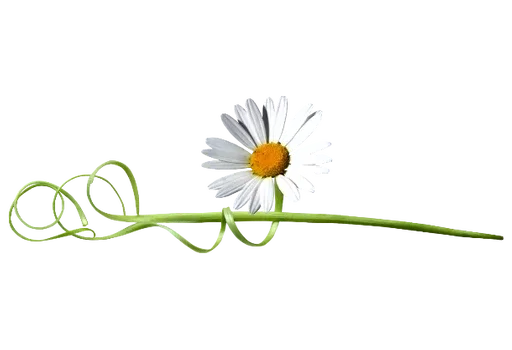 Эмодзи Separator Flower Thin 🌸