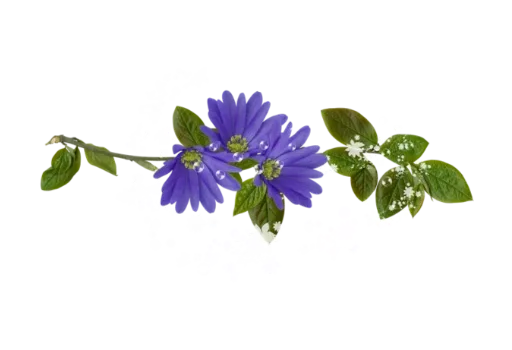 Separator Flower Thin stiker 🌺
