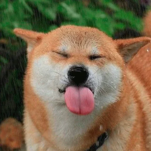 Shiba inu emoji 🐶