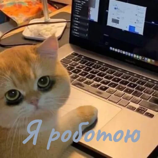Стікер Telegram «Котики и фразочки» 😬