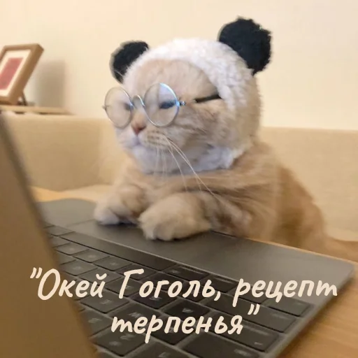 Стікер Telegram «Котики и фразочки» 🥲