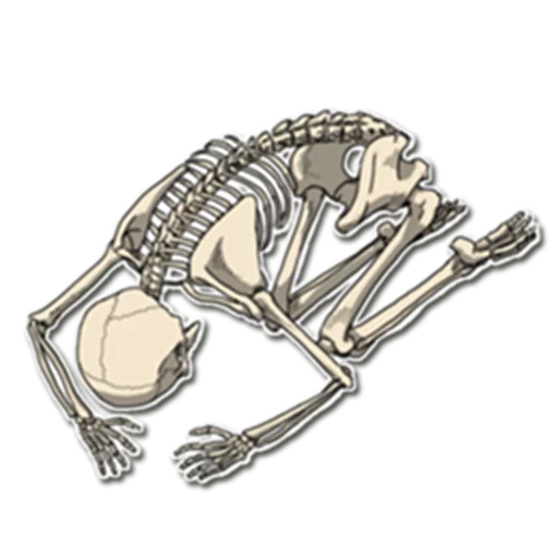 Skeleton Bob / By OsmerOmar stiker 😩