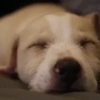 Эмодзи Sleepy Puppies 😴