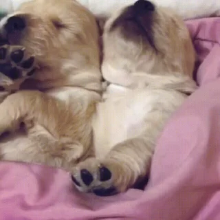 Стікер Sleepy Puppies 😴