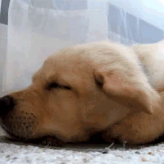 Sleepy Puppies stiker 😴