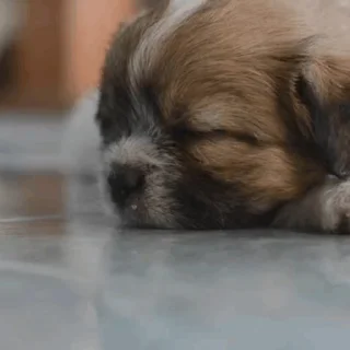 Sleepy Puppies emoji 😴