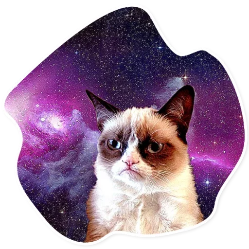 Стікер Telegram «Space Cats» 😾