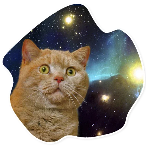 Telegram Sticker «Space Cats» 😕