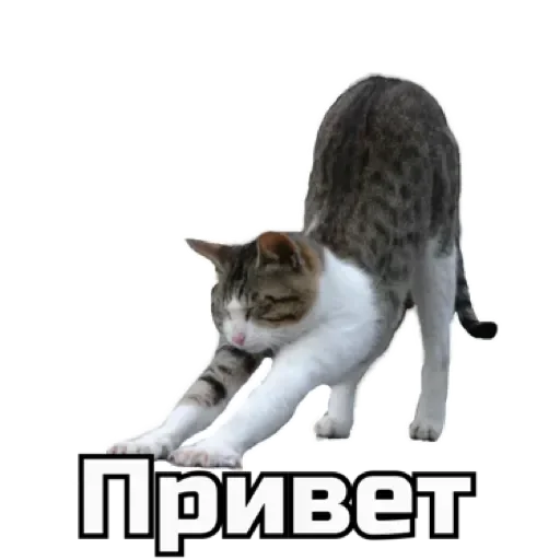 Telegram stickers СпутниКот by ЧТП