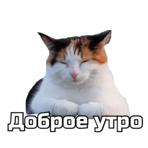 СпутниКот by ЧТП emoji ☀️
