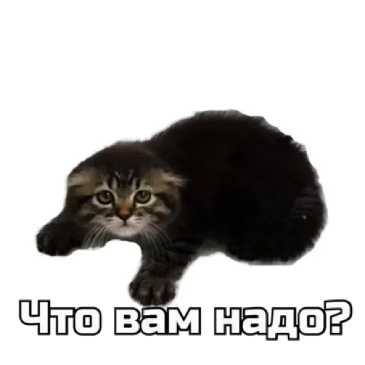 СпутниКот by ЧТП emoji 🥺