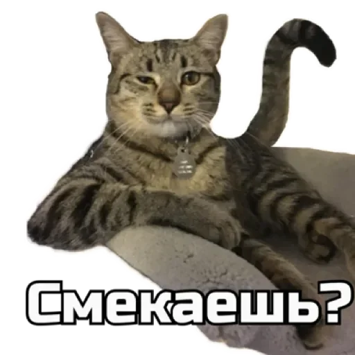 СпутниКот by ЧТП emoji 😉