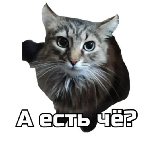 СпутниКот by ЧТП sticker 🙂