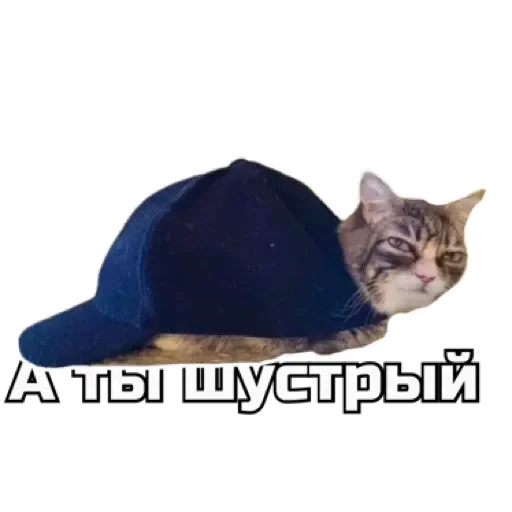 Telegram Sticker «СпутниКот by ЧТП» 🐢