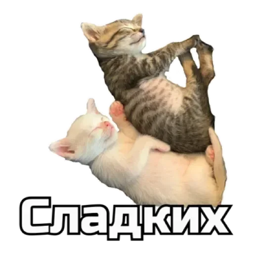 СпутниКот by ЧТП emoji 😴