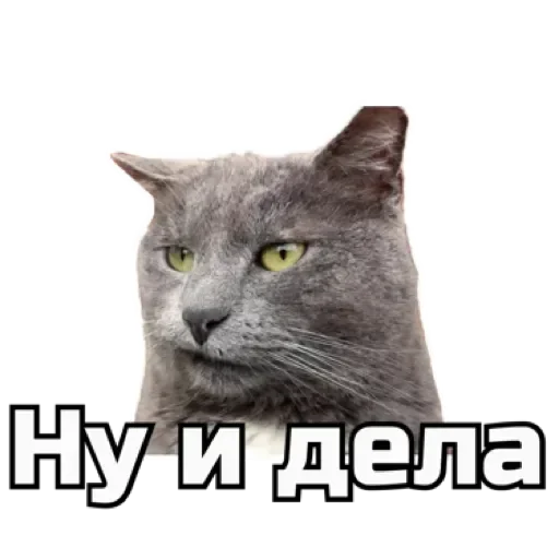 СпутниКот by ЧТП emoji 🫤